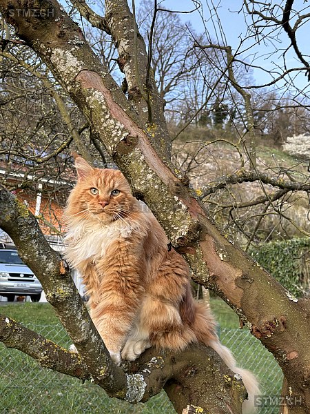 Willis — Maine Coon ♂, Missing since 13.04.2026, Eclépens (VD)