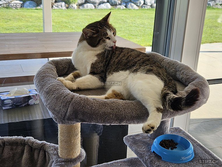 Java — Hauskatze ♀, Missing since 16.04.2026, Altnau (TG)