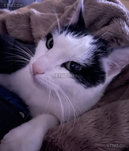 Lucky — Hauskatze ♂, Missing since 11.04.2026, Unterkulm (AG)