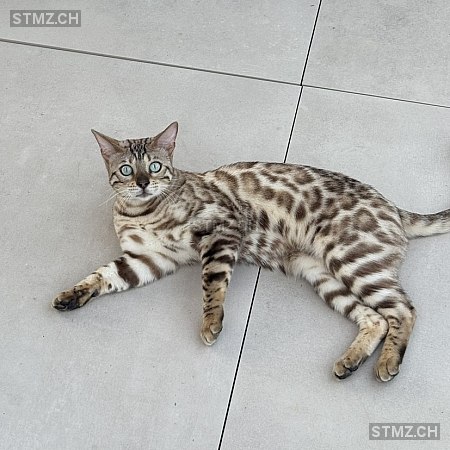 Maximus — Bengalen ♂, Missing since 19.04.2026, Arch (BE)