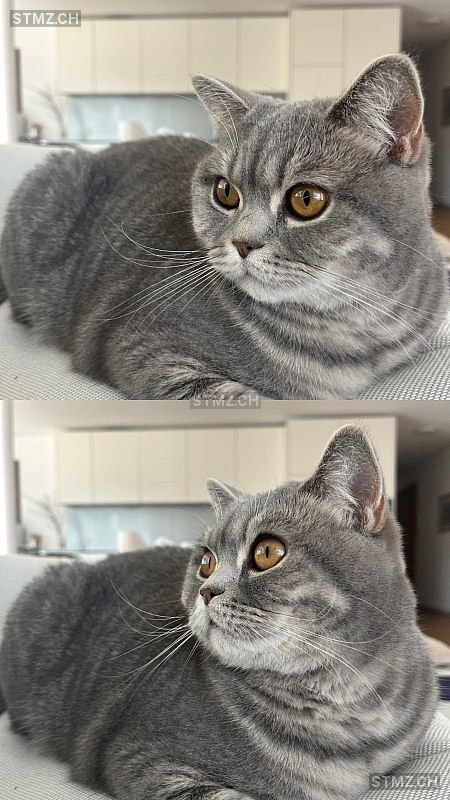 Mei — British Kurzhaar ♀, Missing since 19.04.2026, Konolfingen (BE)