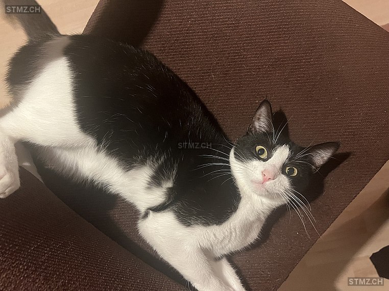 Yara — Hauskatze ♀, Missing since 17.04.2026, Lausanne (VD)