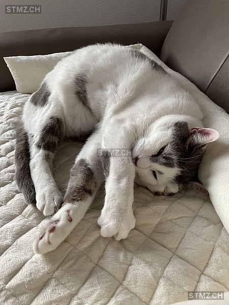 Moudi — Hauskatze ♂, Missing since 18.04.2026, Boll (BE)