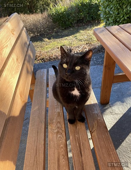 Cicci (ausgeprochen Tschi-Tschi) — Hauskatze ♂, Missing since 19.04.2026, Ipsach (BE)