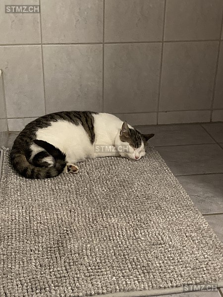 Toulouse — Hauskatze ♂, Missing since 17.04.2026, Langnau im Emmental (BE)