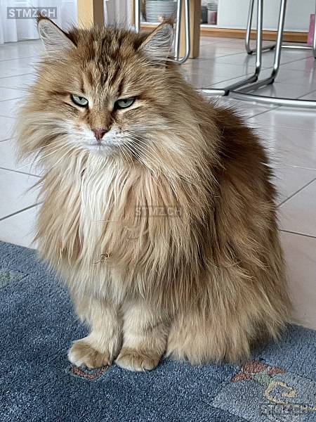 Prada — Norwegische Waldkatze ♀, Missing since 17.04.2026, Wohlenschwil (AG)