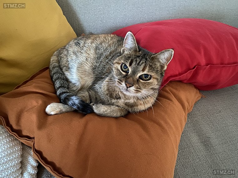 Tommy — Hauskatze ♀, Missing since 18.04.2026, Bergdietikon (AG)