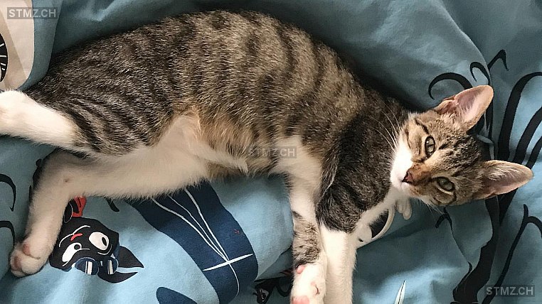Tschutschi — Hauskatze ♀, Missing since 19.04.2026, Zürich (ZH)