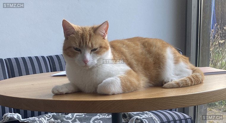 Fili — Hauskatze ♀, Missing since 10.04.2026, Solothurn (SO)