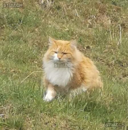 Niggi — Hauskatze ♂, Missing since 11.04.2026, Riggisberg (BE)