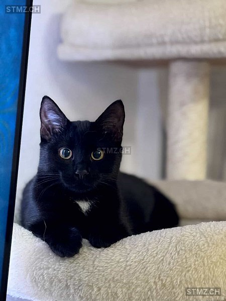 Heidi — Hauskatze ♀, Missing since 16.04.2026, Grône (VS)