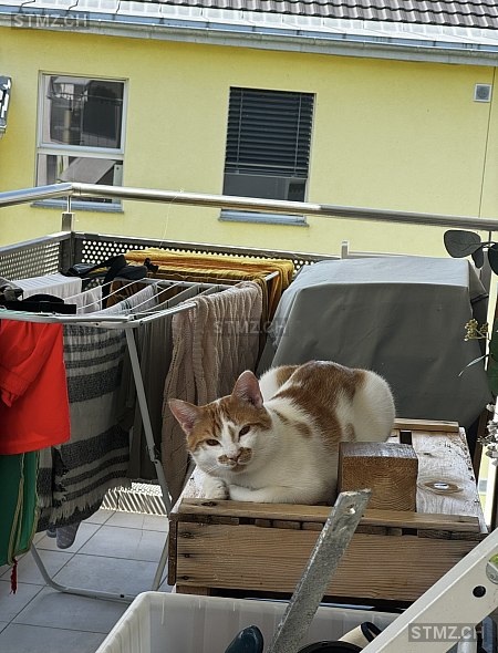 Cannelle — Hauskatze ♂, Missing since 23.03.2026, Payerne (VD)