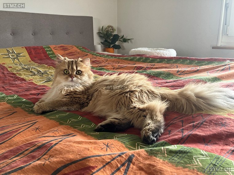 Marigold — British Langhaar ♀, Missing since 18.04.2026, Zollbrück (BE)