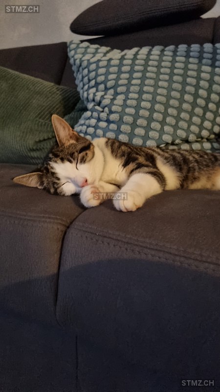 Felix — Hauskatze ♂, Missing since 18.04.2026, Ettenhausen TG (TG)