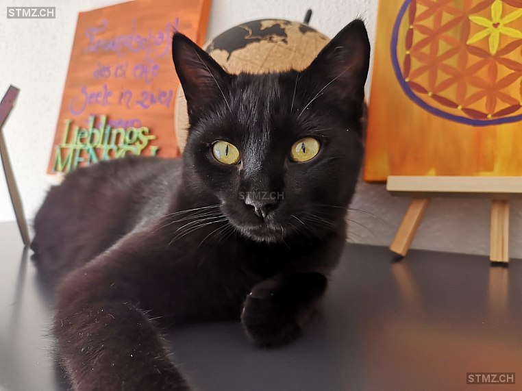 Samu — Hauskatze ♂, Missing since 17.04.2026, Untersiggenthal (AG)