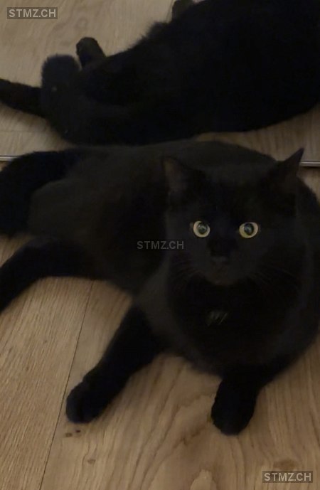 Liu — Hauskatze ♀, Missing since 28.03.2026, Kradolf (TG)