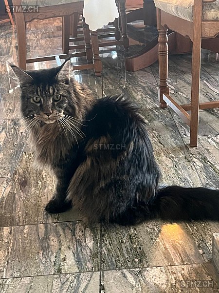 Antoninus — Maine Coon ♂, Missing since 15.04.2026, Egg SZ (SZ)