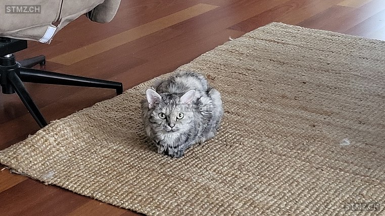 Neva — Hauskatze ♀, Missing since 19.04.2026, Sursee (LU)