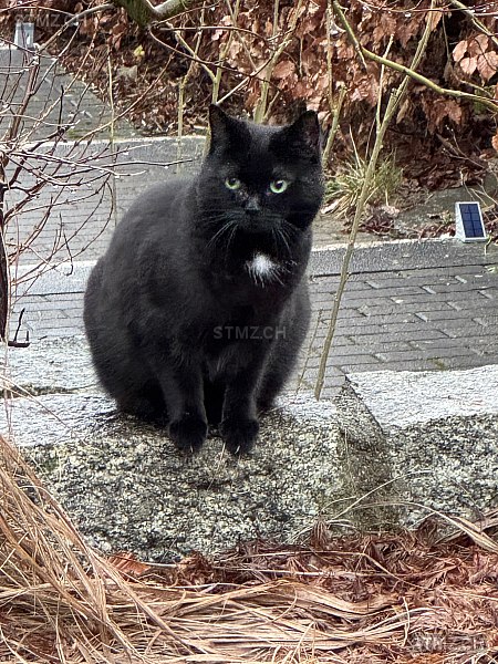 Smokey — Hauskatze ♂, Missing since 19.04.2026, Obfelden (ZH)