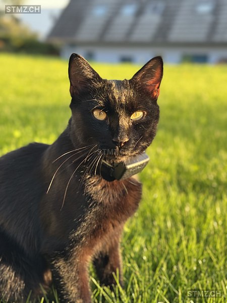 Fisu — Hauskatze ♂, Missing since 14.04.2026, Affoltern am Albis (ZH)