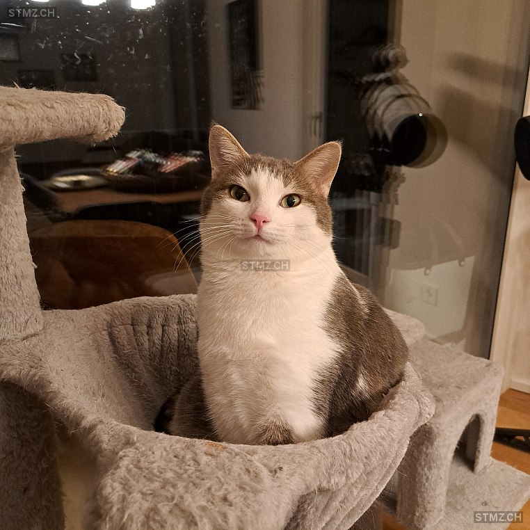 Rollo — Hauskatze ♂, Missing since 18.04.2026, Ermenswil (SG)