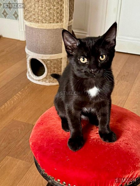 Ratana — Hauskatze ♂, Missing since 18.04.2026, Pully (VD)