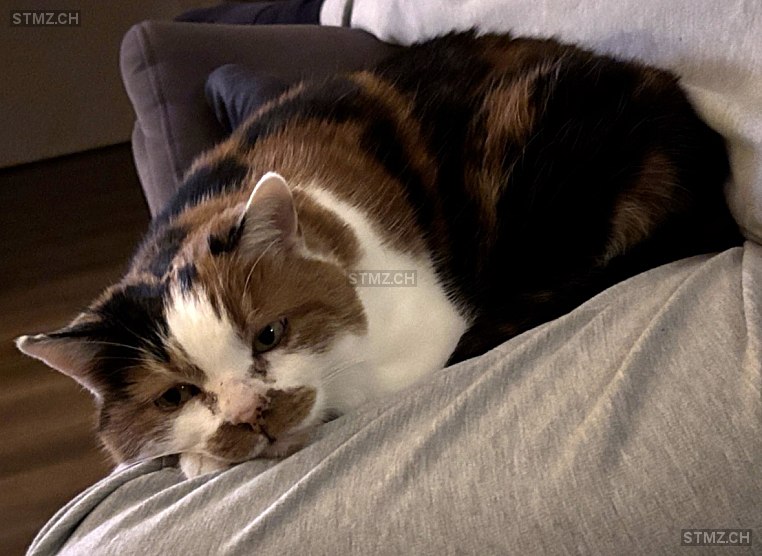 Leni — Hauskatze ♀, Missing since 20.04.2026, Eschenz (TG)