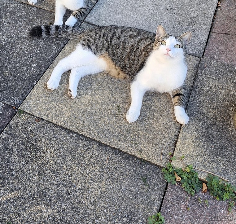 Micki — Hauskatze ♂, Missing since 20.04.2026, Unterseen (BE)