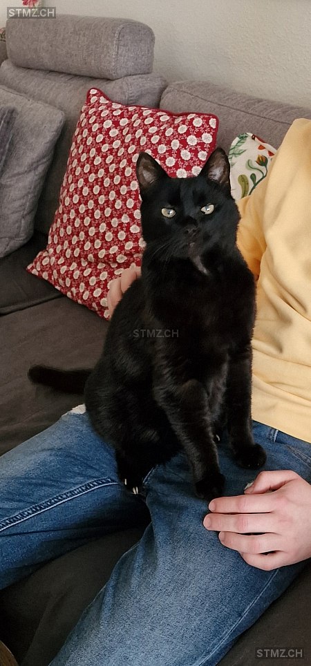 Mia — Hauskatze ♂, Missing since 20.04.2026, Effretikon (ZH)