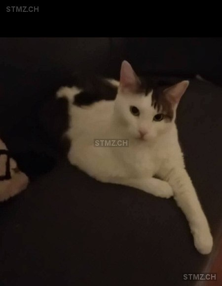 Cookie — Hauskatze ♂, Missing since 17.04.2026, Suhr (AG)