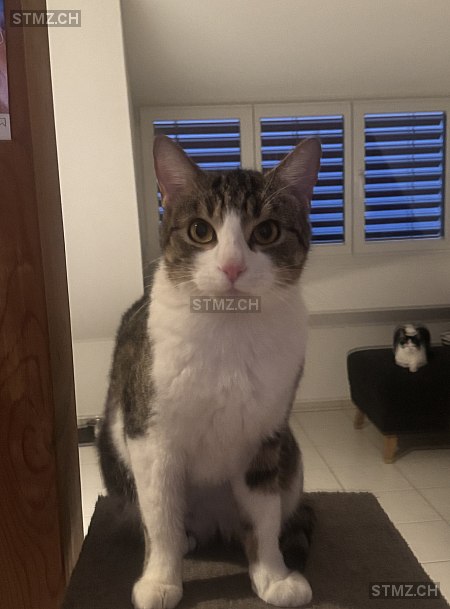 jeannie — Hauskatze ♀, Missing since 18.04.2026, Neftenbach (ZH)