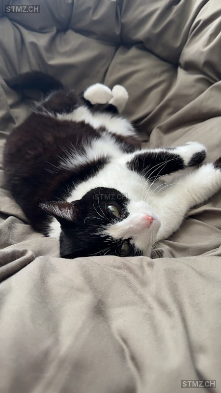 Oreo — Hauskatze ♀, Missing since 15.04.2026, Unterentfelden (AG)