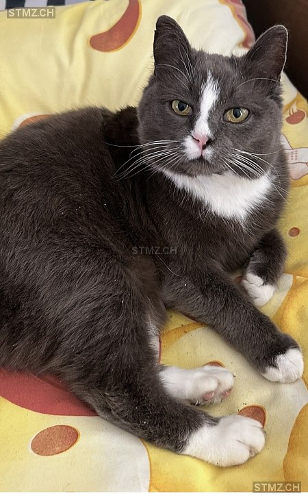 Idefix — Hauskatze ♂, Missing since 16.04.2026, Ins (BE)