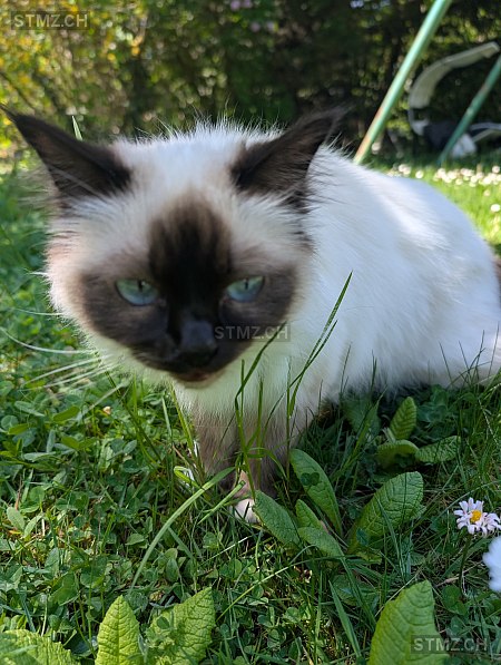 Umiko — Birma ♀, Missing since 20.04.2026, Genève (GE)