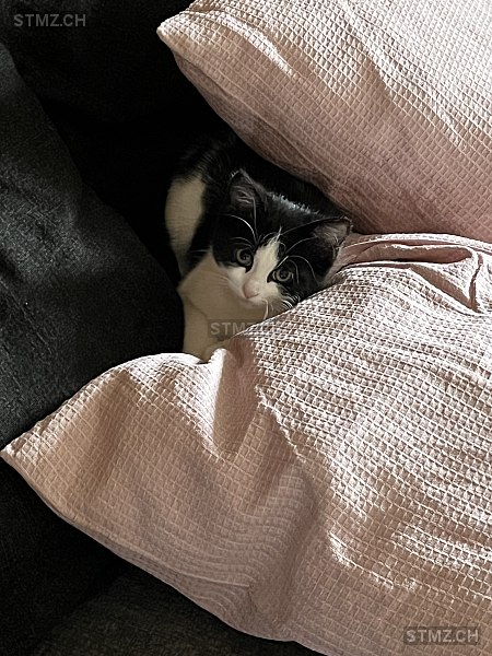 Jelly — Hauskatze ♀, Missing since 19.04.2026, Oberrüti (AG)