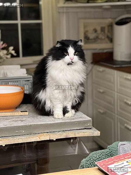 Leo — British Langhaar ♂, Missing since 13.04.2026, Engi (GL)