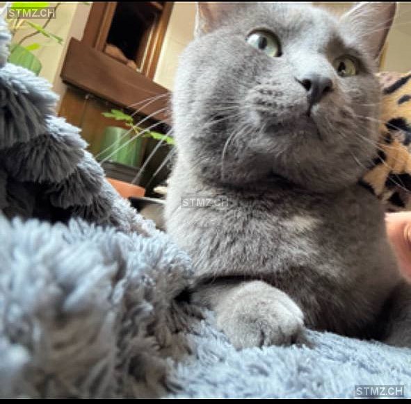 Kalle oder Karli — British Kurzhaar ♂, Missing since 14.04.2026, Birsfelden (BL)