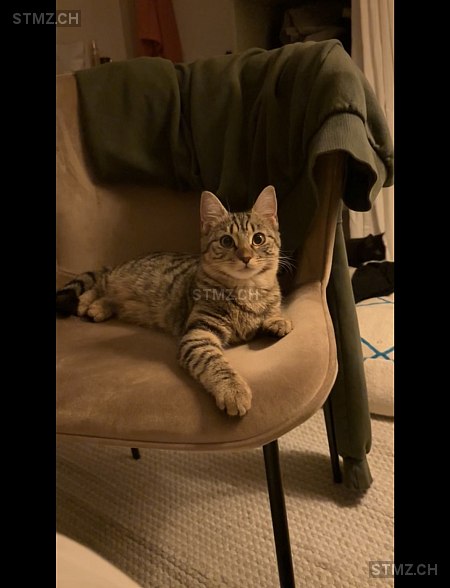 Zina — Hauskatze ♀, Missing since 19.04.2026, Denges (VD)