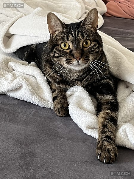 Judith Opalka — Hauskatze ♂, Missing since 10.04.2026, Bülach (ZH)