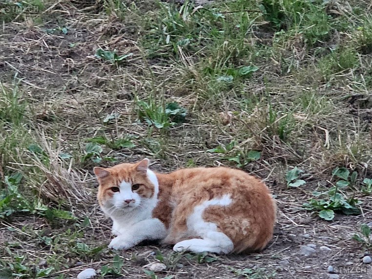 Simi — Hauskatze ♂, Missing since 14.04.2026, Uerzlikon (ZH)