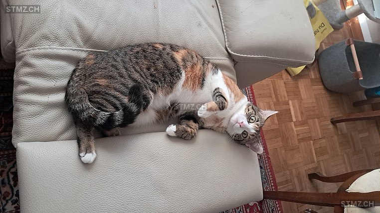 Chiara — Hauskatze ♀, Missing since 20.04.2026, Zürich (ZH)