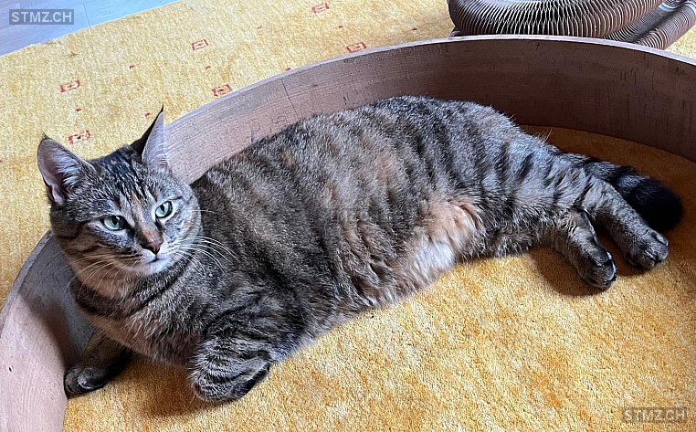Lucie — Hauskatze ♀, Missing since 19.04.2026, Regensdorf (ZH)