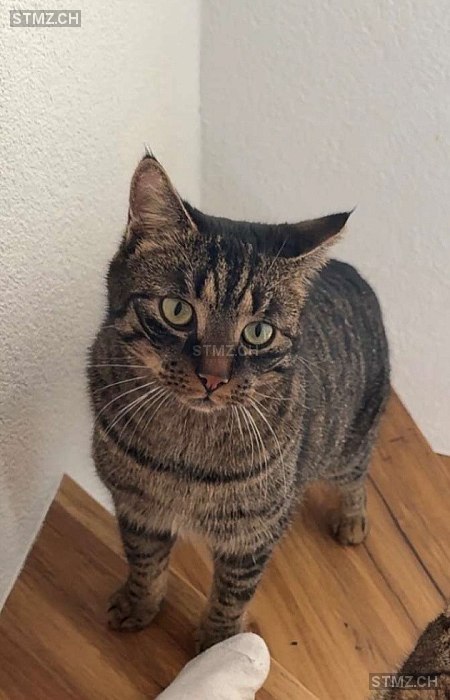 Slash — Hauskatze ♂, Missing since 19.04.2026, Schalunen (BE)