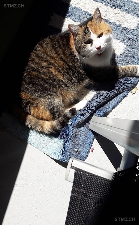 Mizi — Hauskatze ♀, Missing since 19.04.2026, Amriswil (TG)