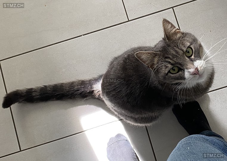 Anubis — Hauskatze ♂, Missing since 20.04.2026, Affeltrangen (TG)