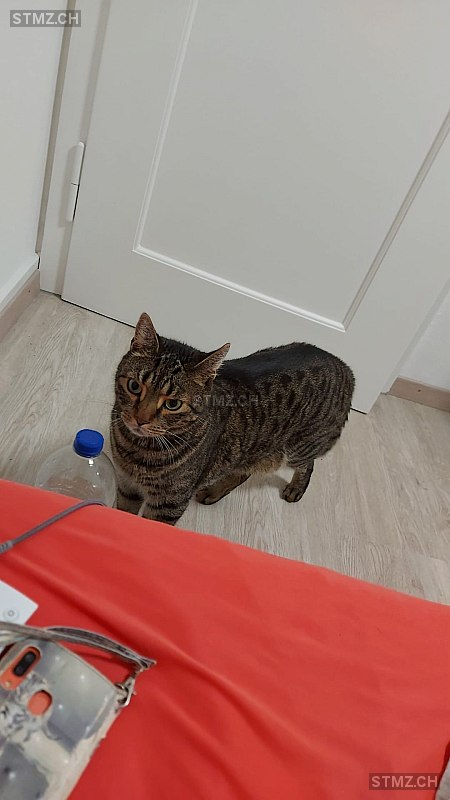 Devil — Hauskatze ♂, Missing since 18.04.2026, Sulgen (TG)
