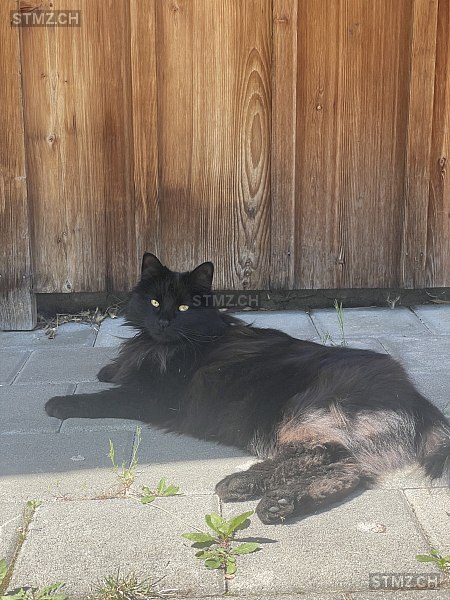 Beli (Bell) — Hauskatze ♀, Missing since 20.04.2026, Därligen (BE)