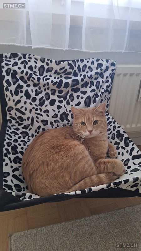 Dragan — Hauskatze ♂, Missing since 19.04.2026, Muttenz (BL)