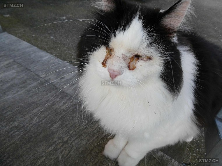 Monk — Hauskatze ♂, Missing since 21.04.2026, St. Gallen (SG)