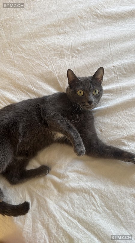 Jul — Hauskatze ♂, Missing since 20.04.2026, Payerne (VD)